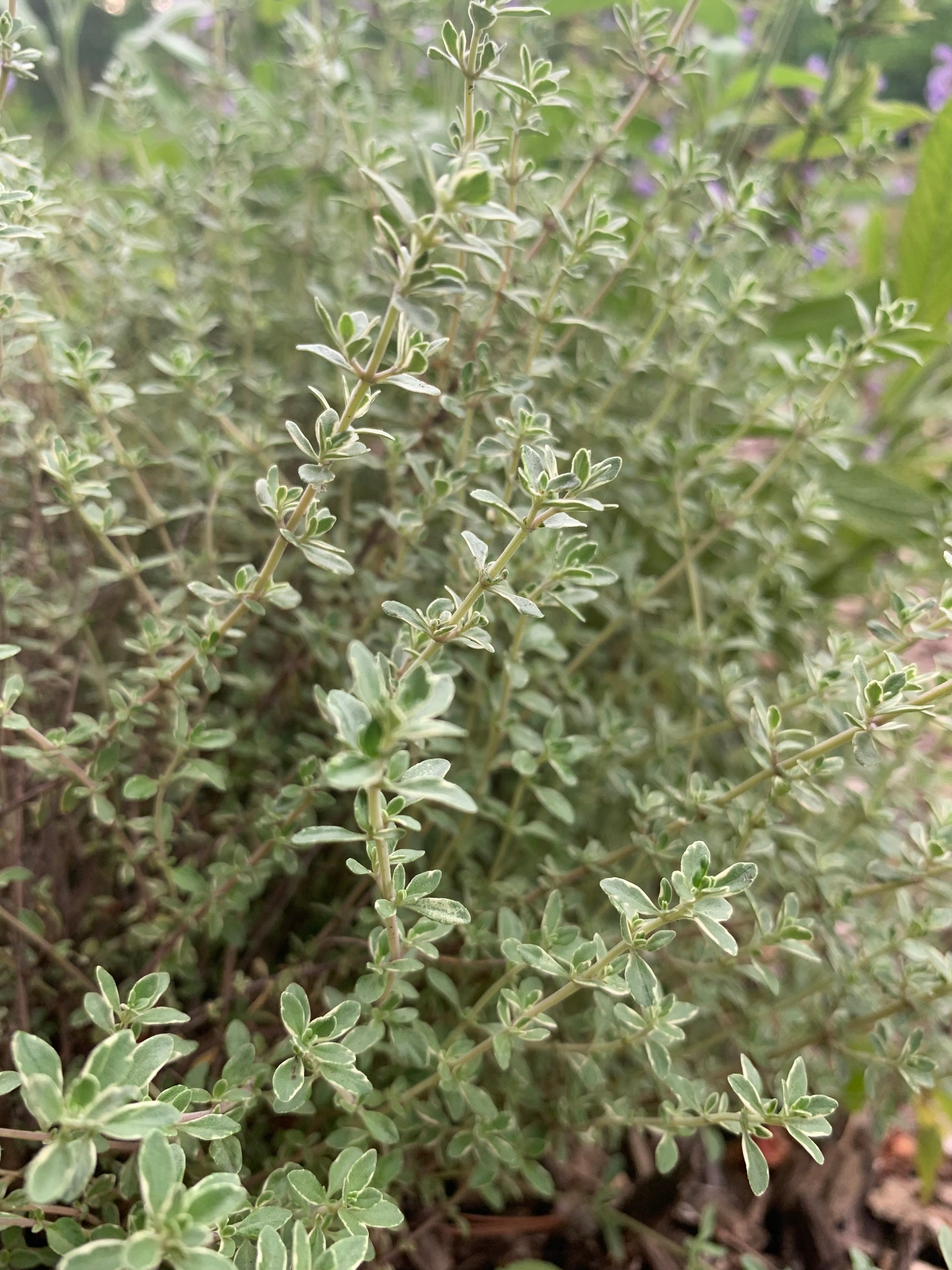 Thyme