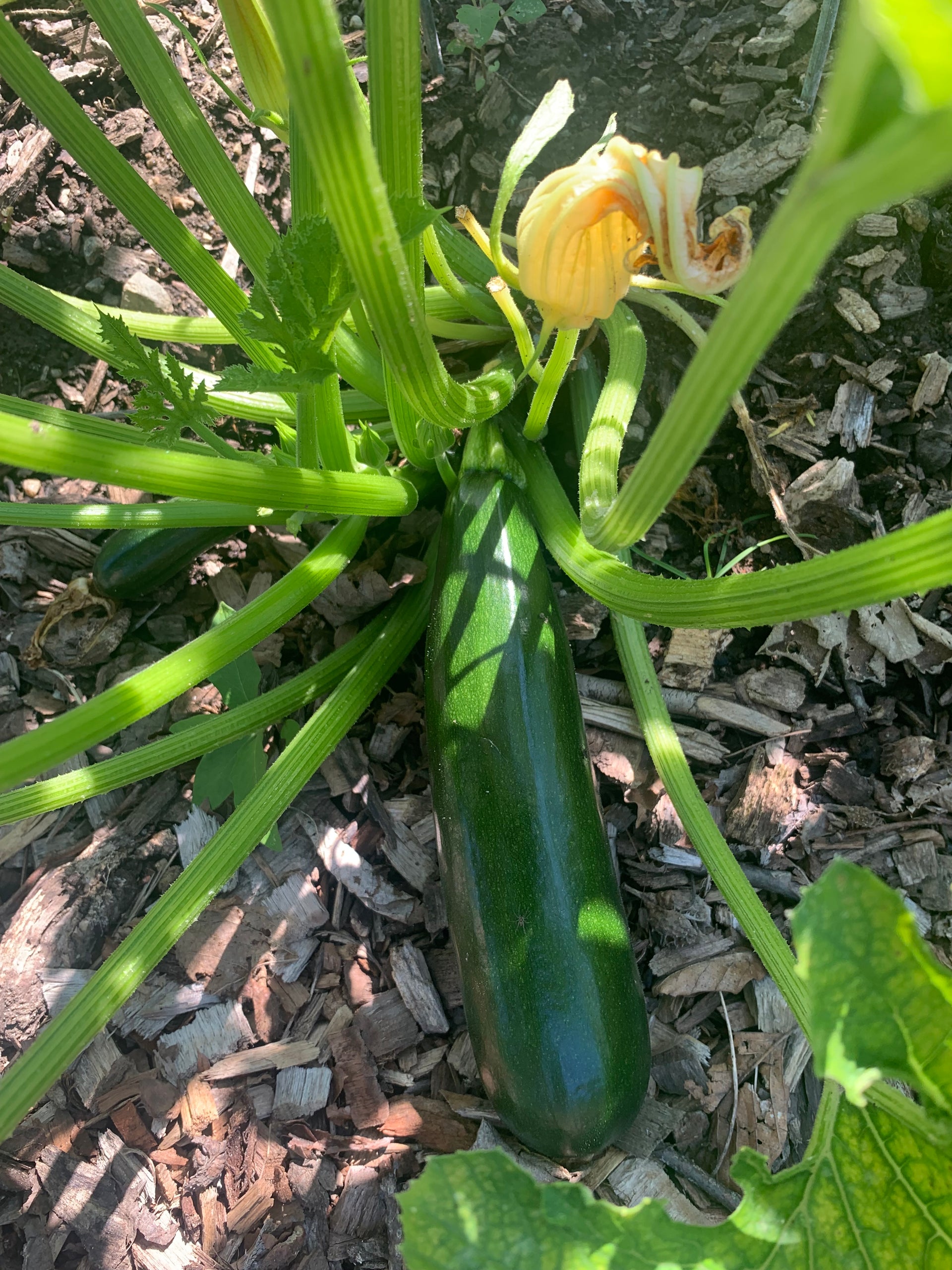 Organically Grown zucchini