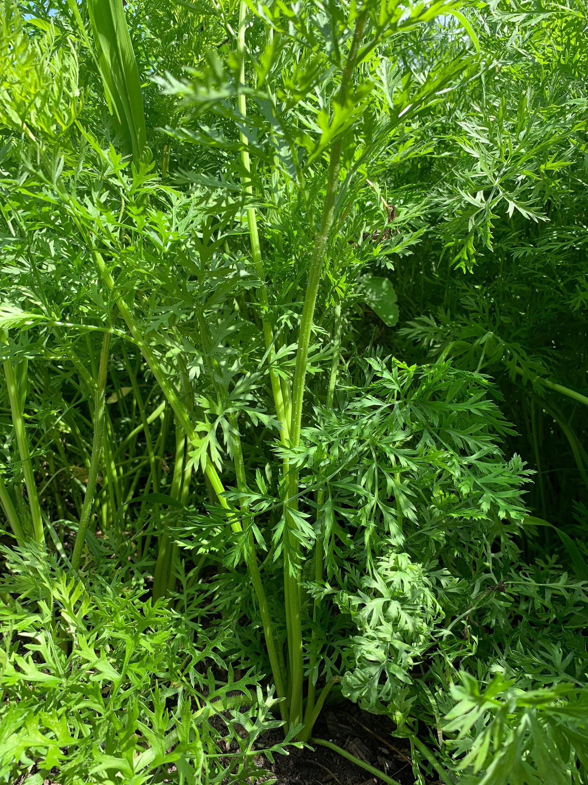 Mixed Bunch Of Early Carrots