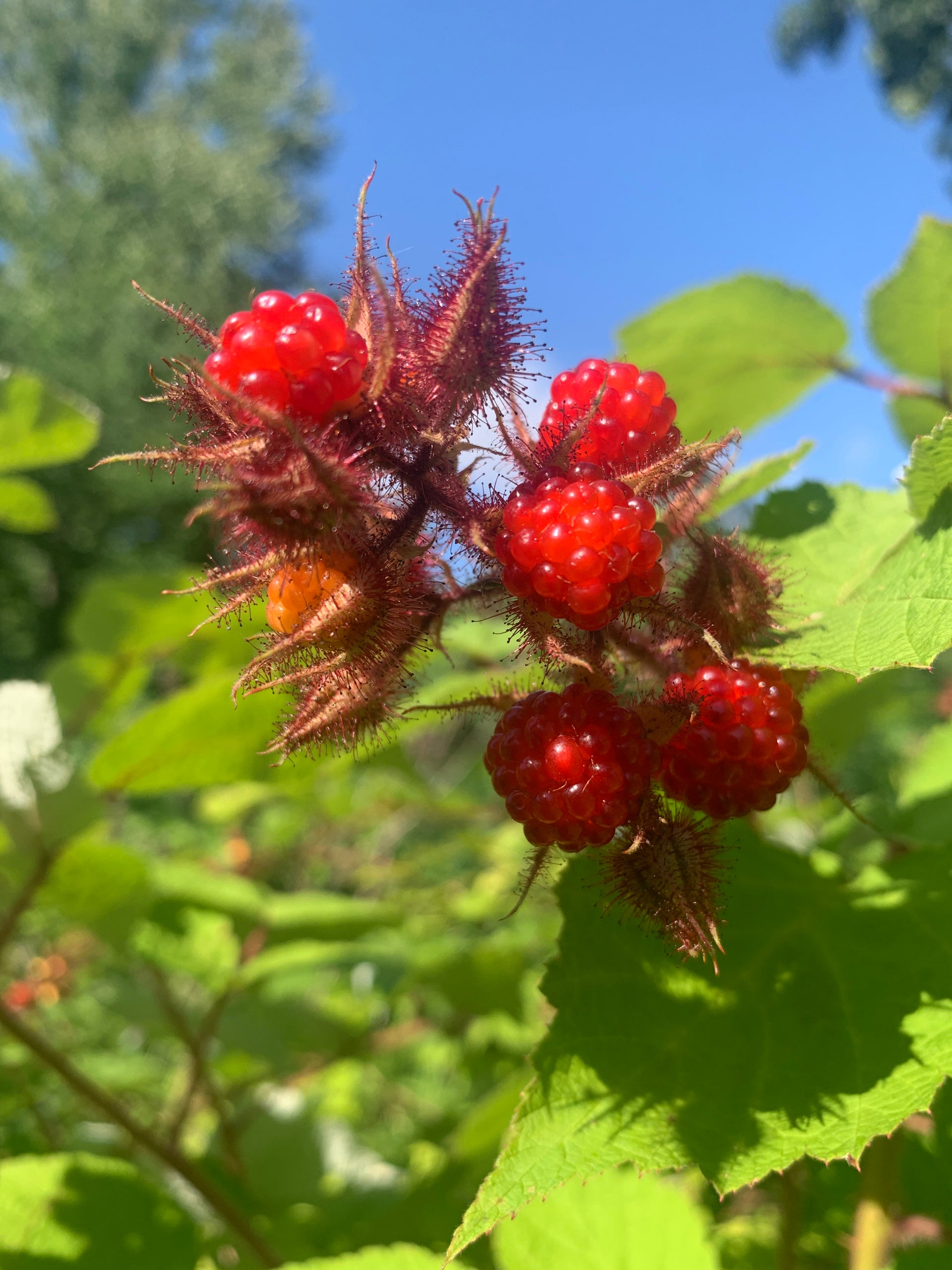 Fresh Raspberries