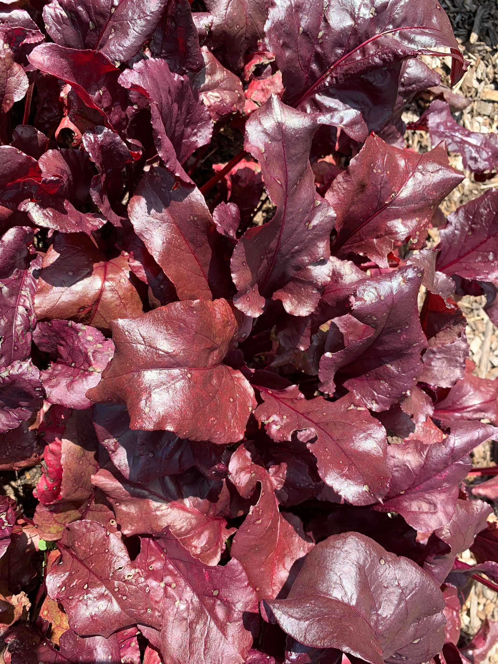 Early Beets- Mixed Varieties