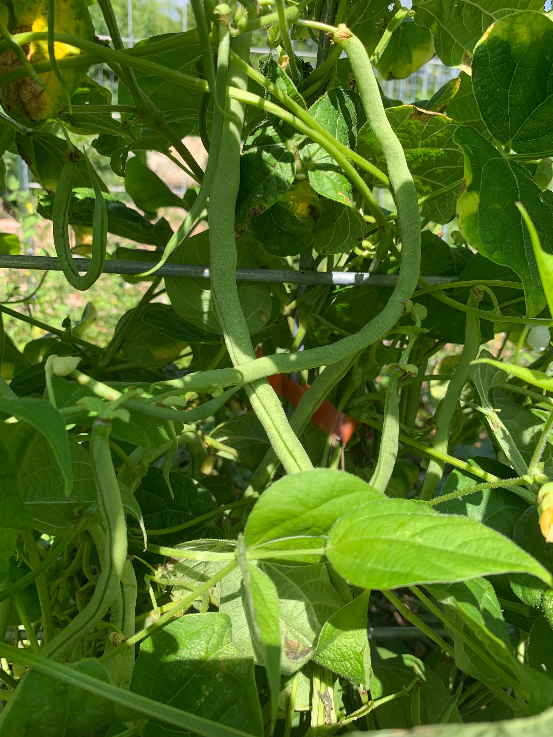 French Style String Beans