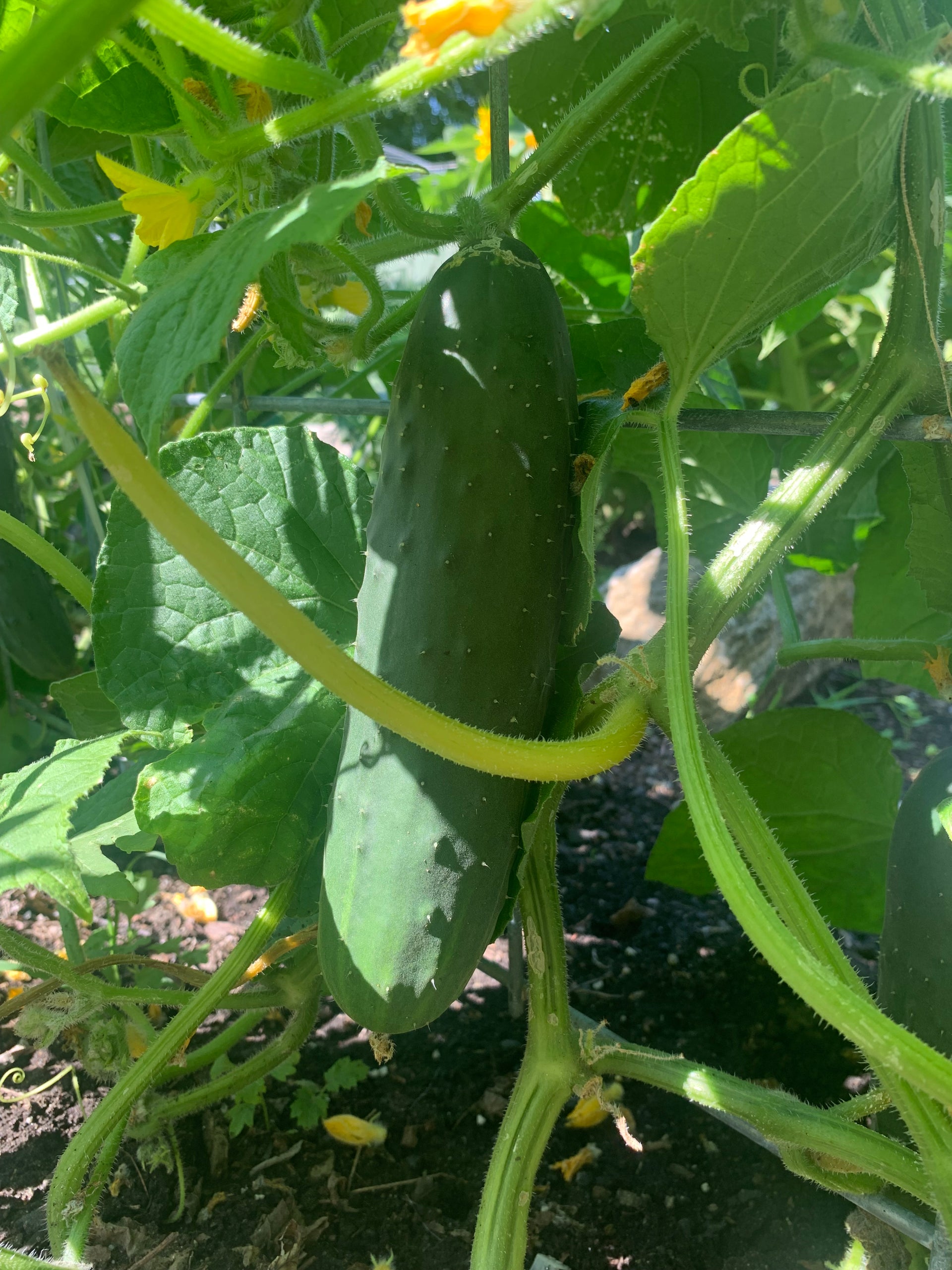 Cucumbers