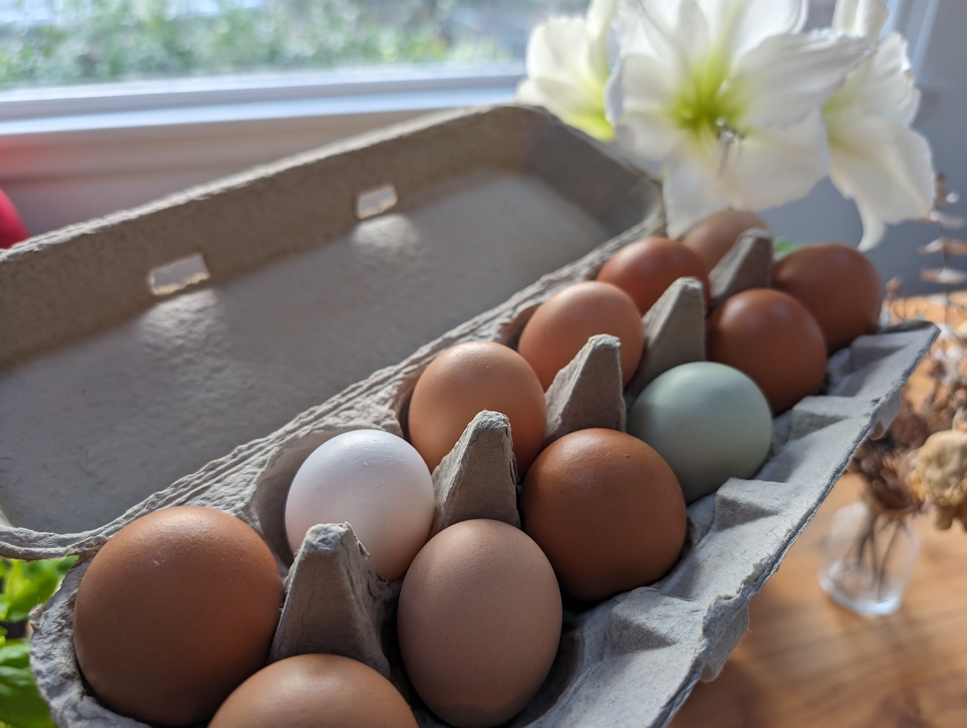Chicken Eggs