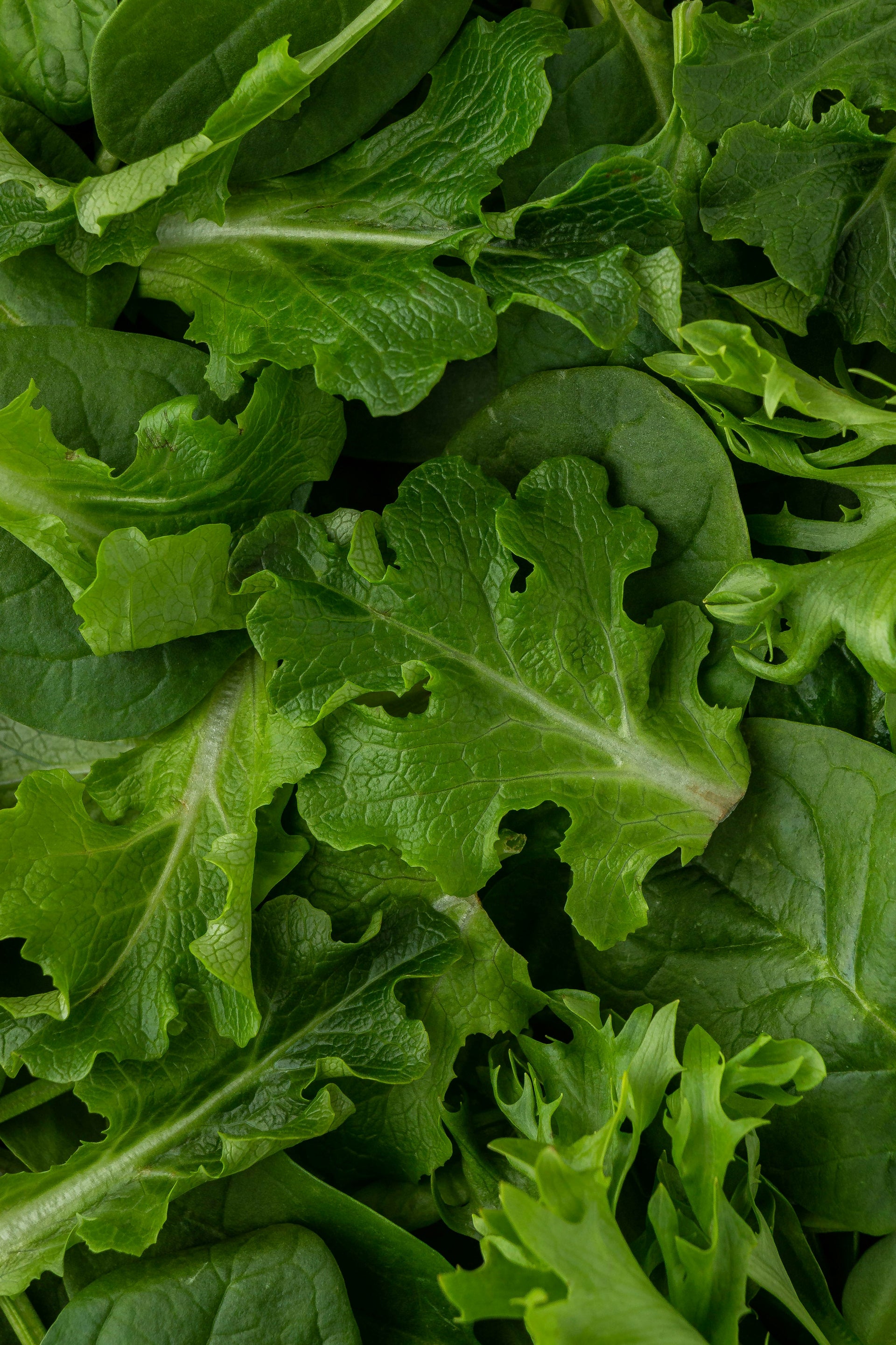 Arugula