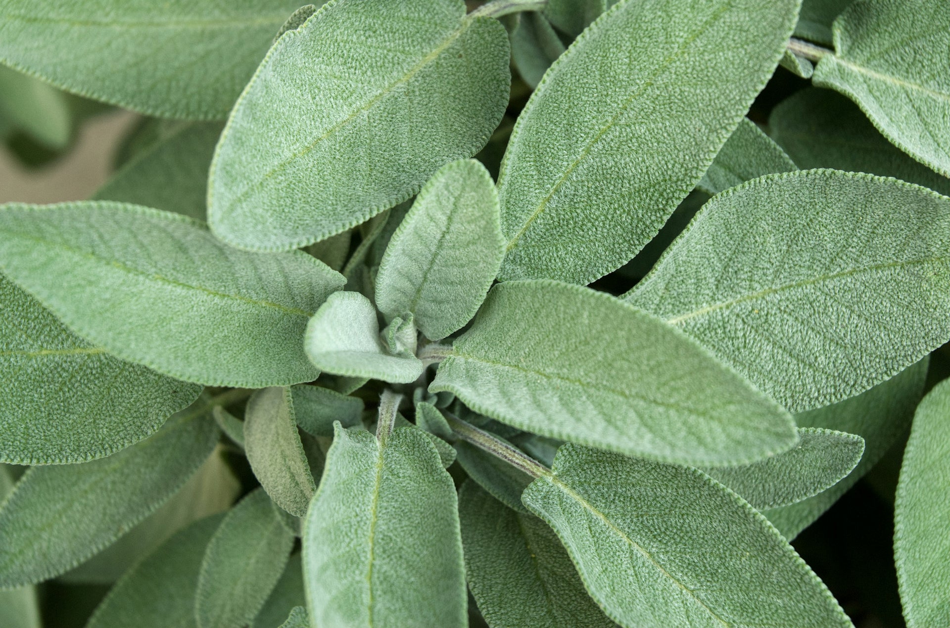 Sage