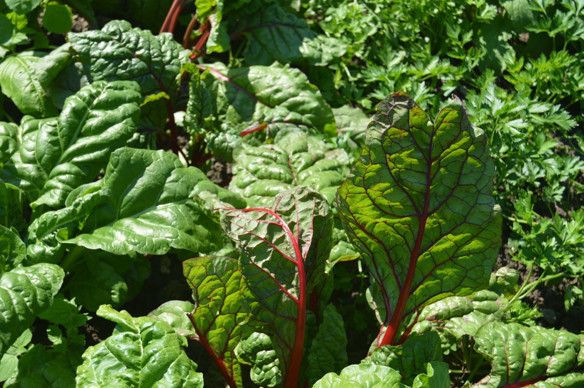 Swiss Chard - per pound