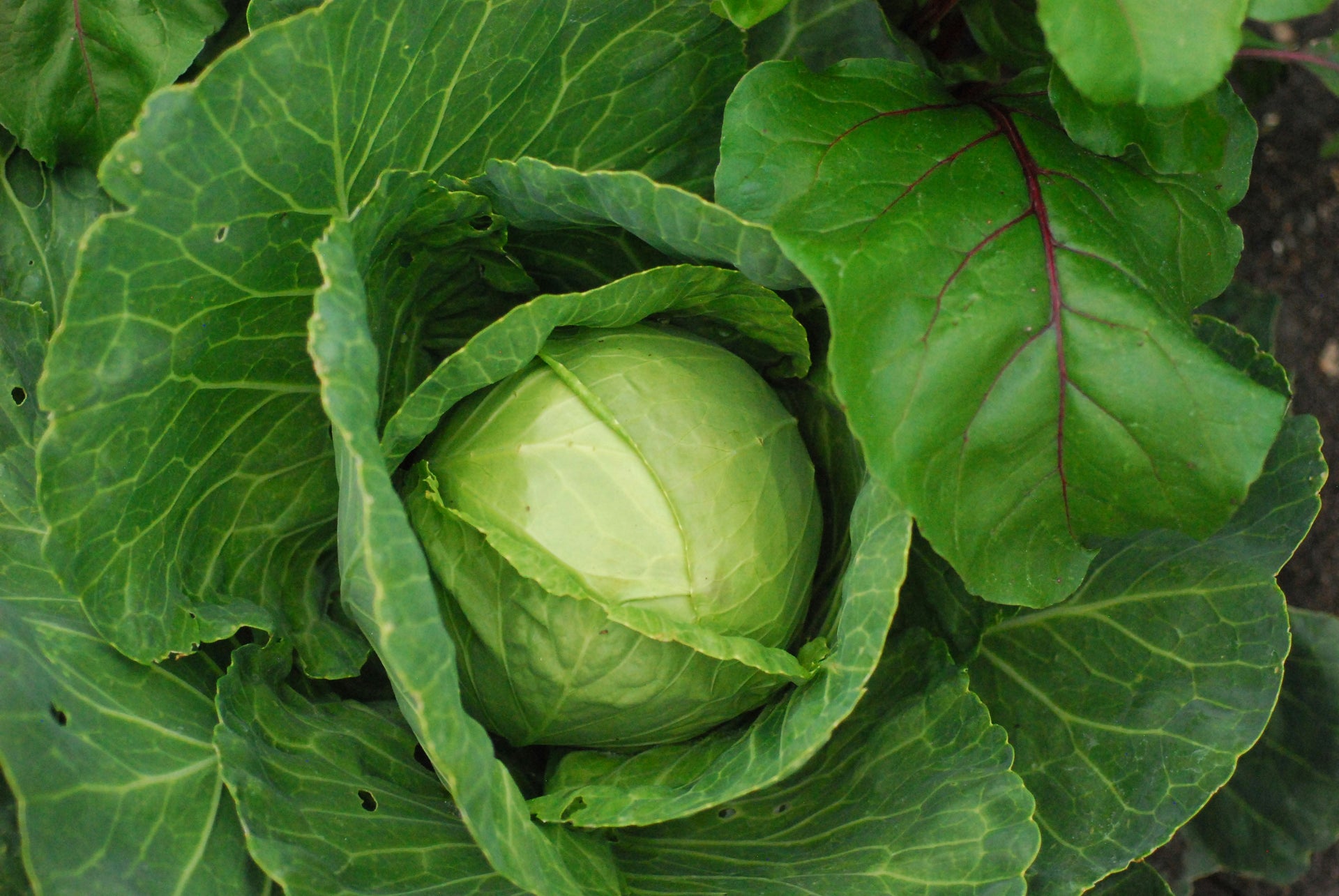 Green Cabbage