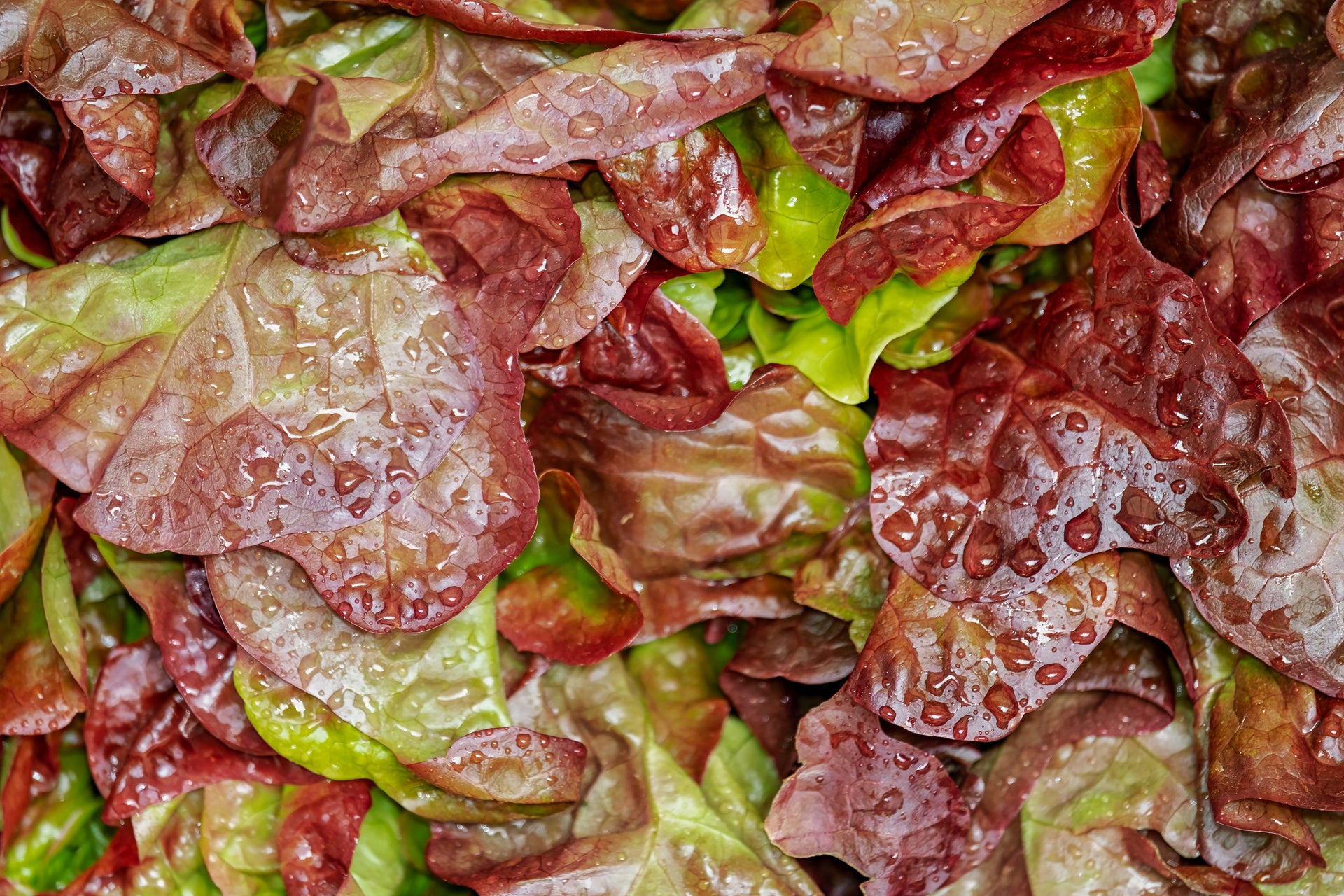 Red Loose Leaf Lettuce Head