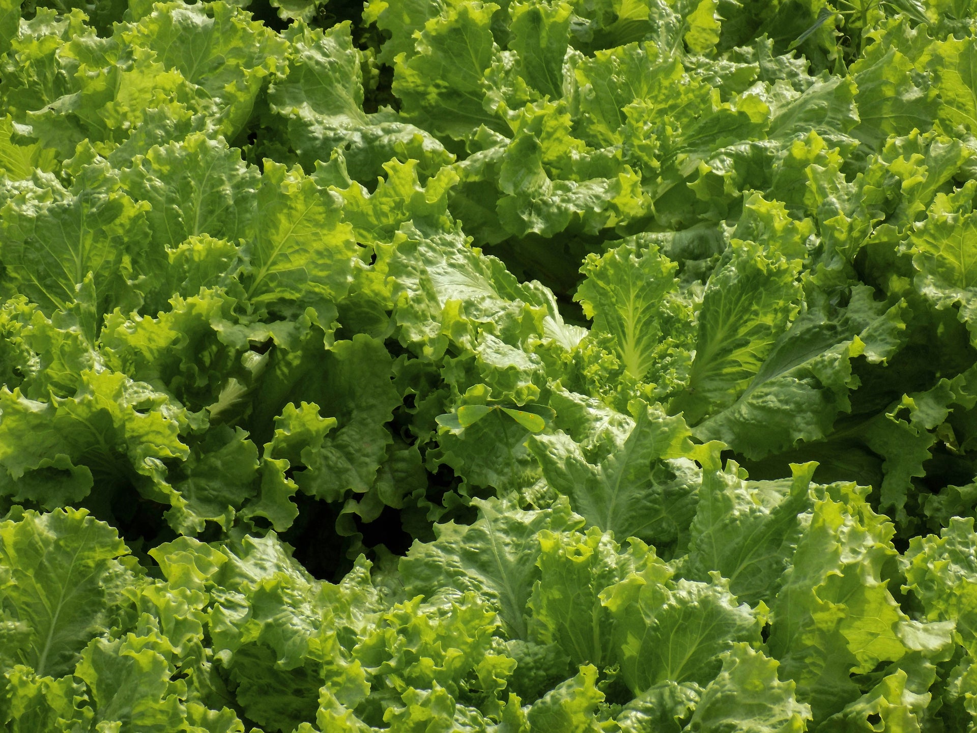 Green Loose Leaf Lettuce Head