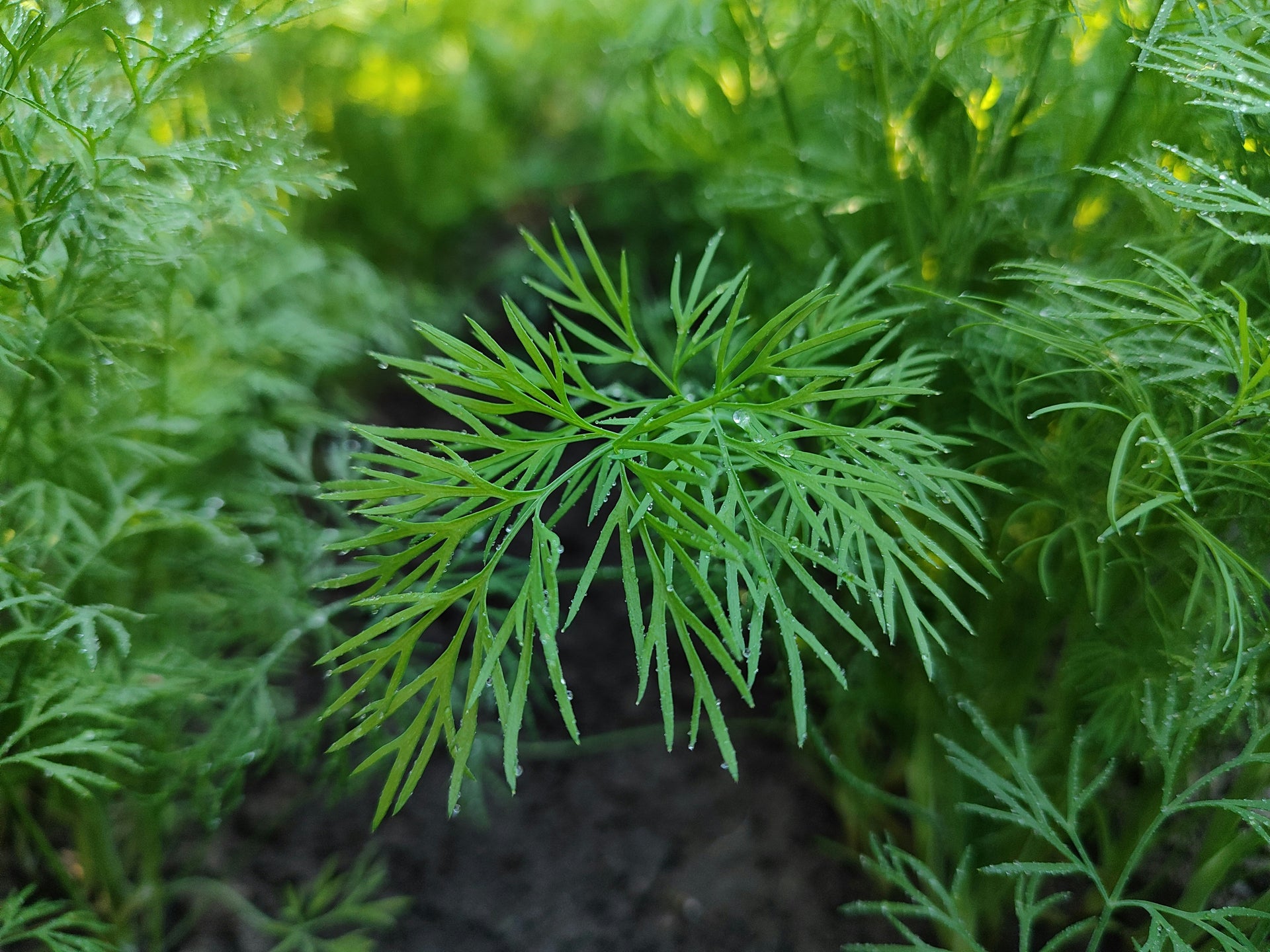 Fresh Dill