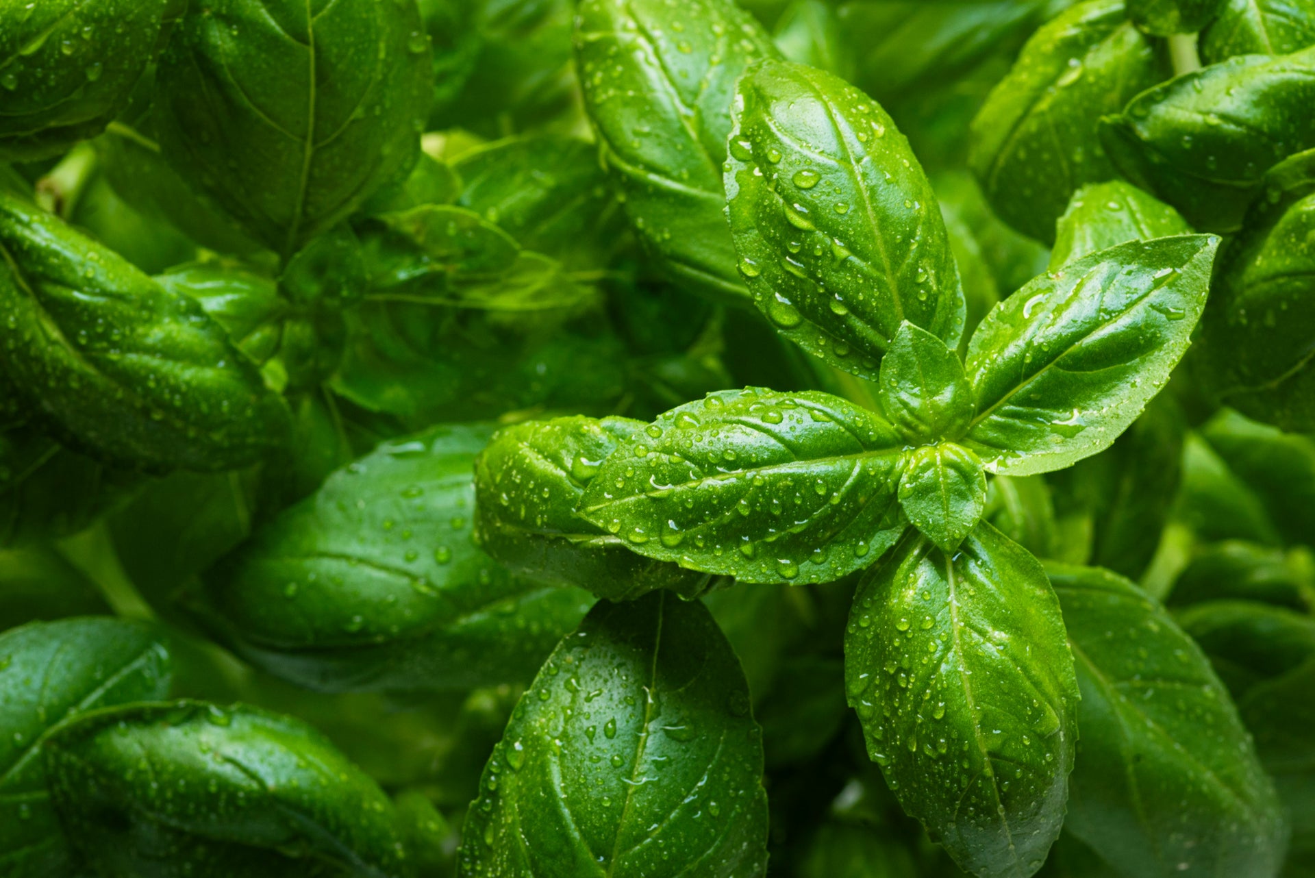 Fresh Basil