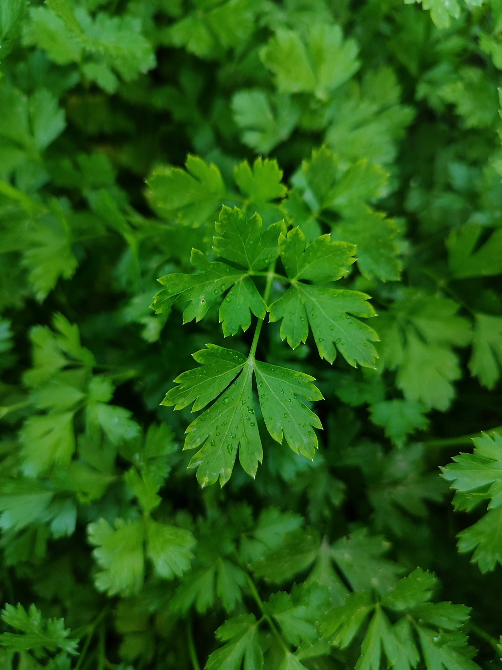 Fresh Organically Grown Curly Parsley