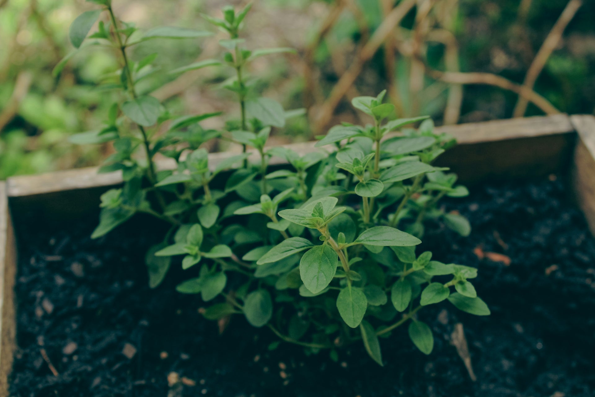 Fresh Organically Grown Oregano