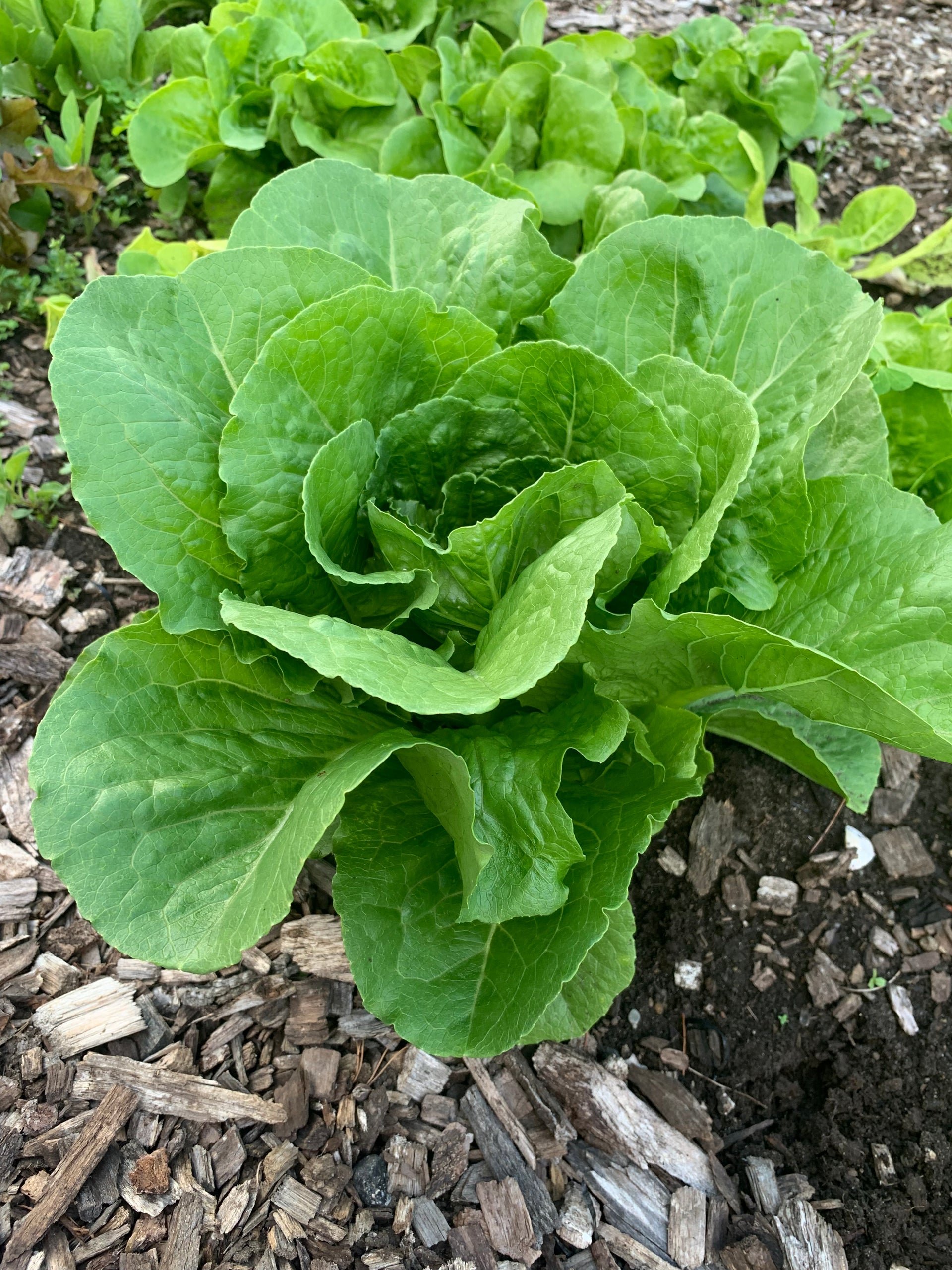 Romaine Lettuce