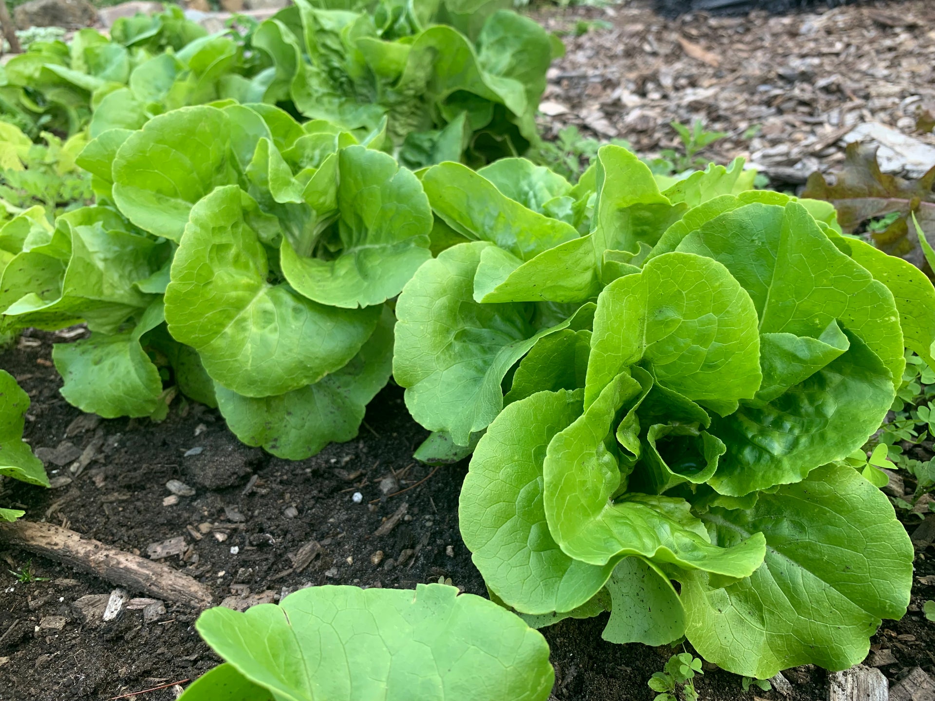 Butter Crunch Lettuce