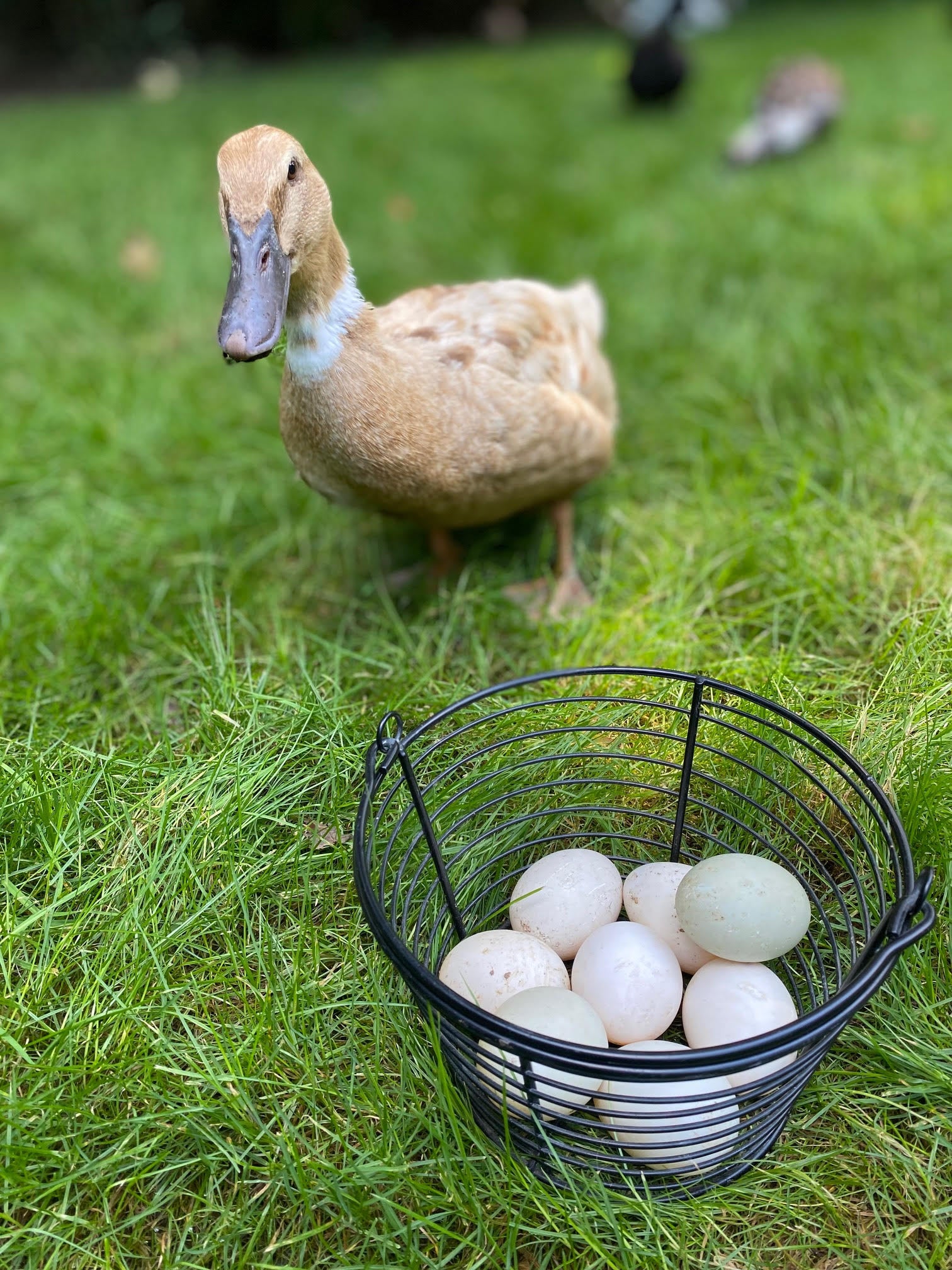 Duck Eggs