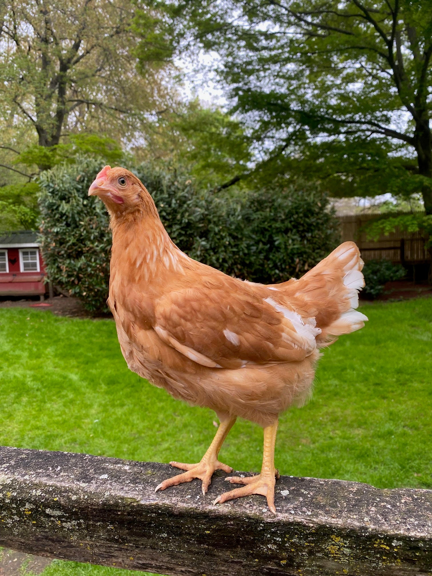 Golden Comet Pullets