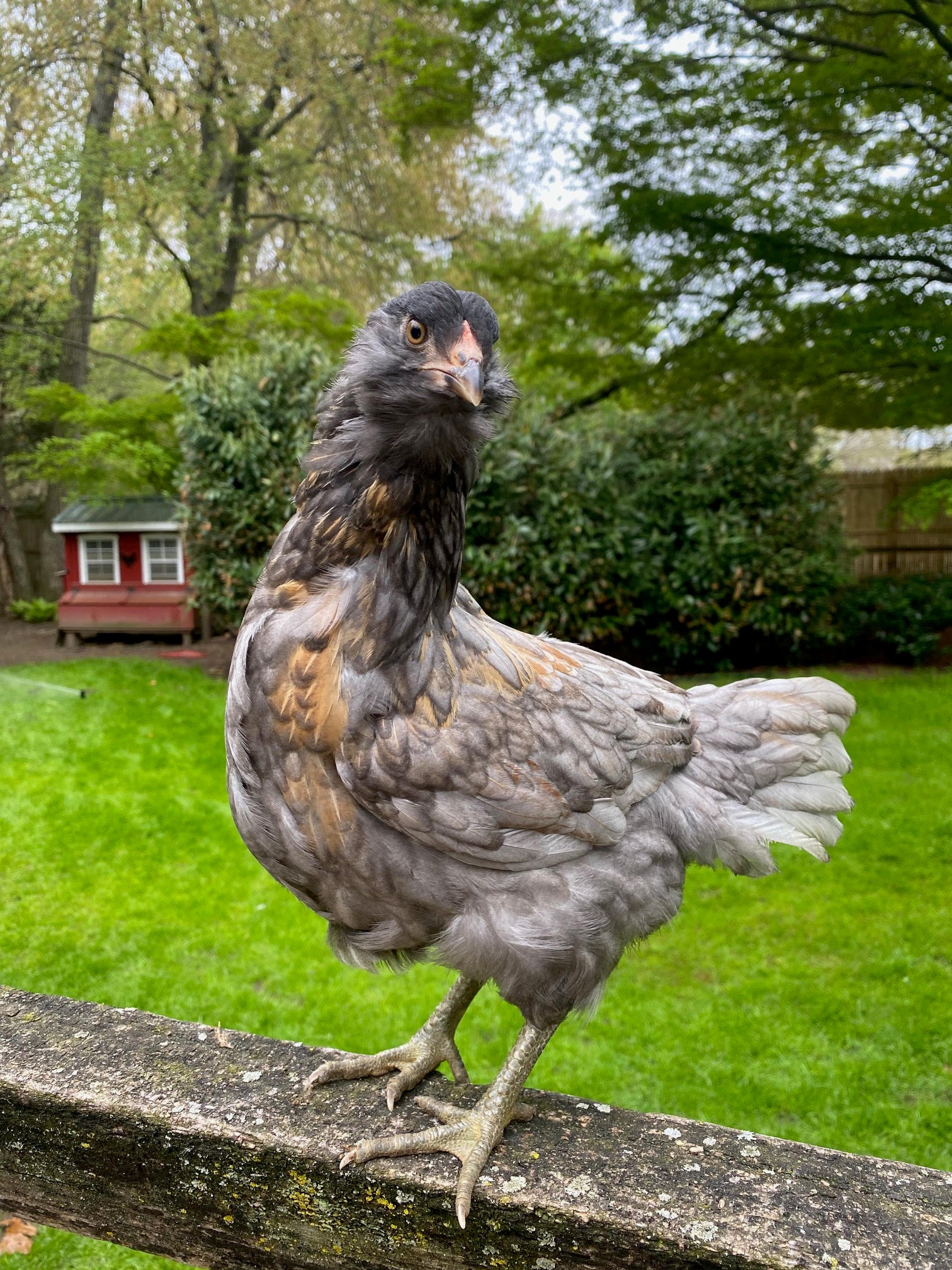 Easter Egger Pullets